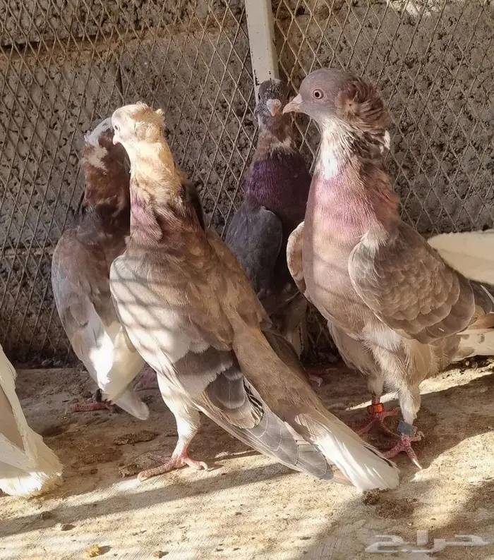 حمام قطيفي قلاب فوق السحاب 14