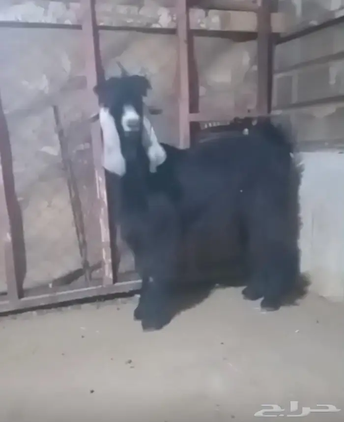 تيس عارضي صنف الصنف 1