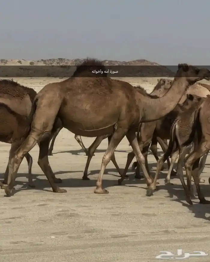 فحل إبل أحمر كفو 5
