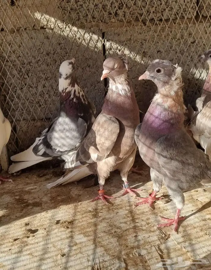 حمام قطيفي قلاب فوق السحاب 9