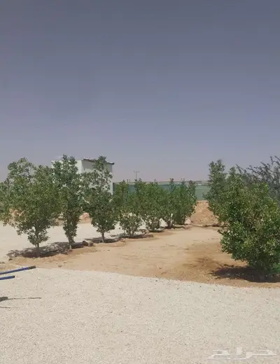 مخيم للاستثمار سنوي 0