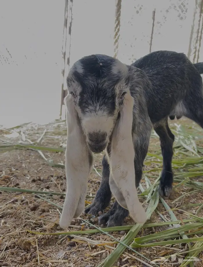 فحل تيس عاضي معرف 1