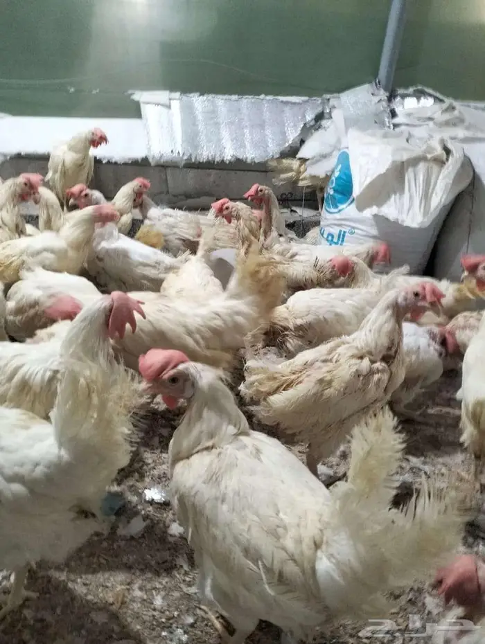 دجاج ابو طربوش 3