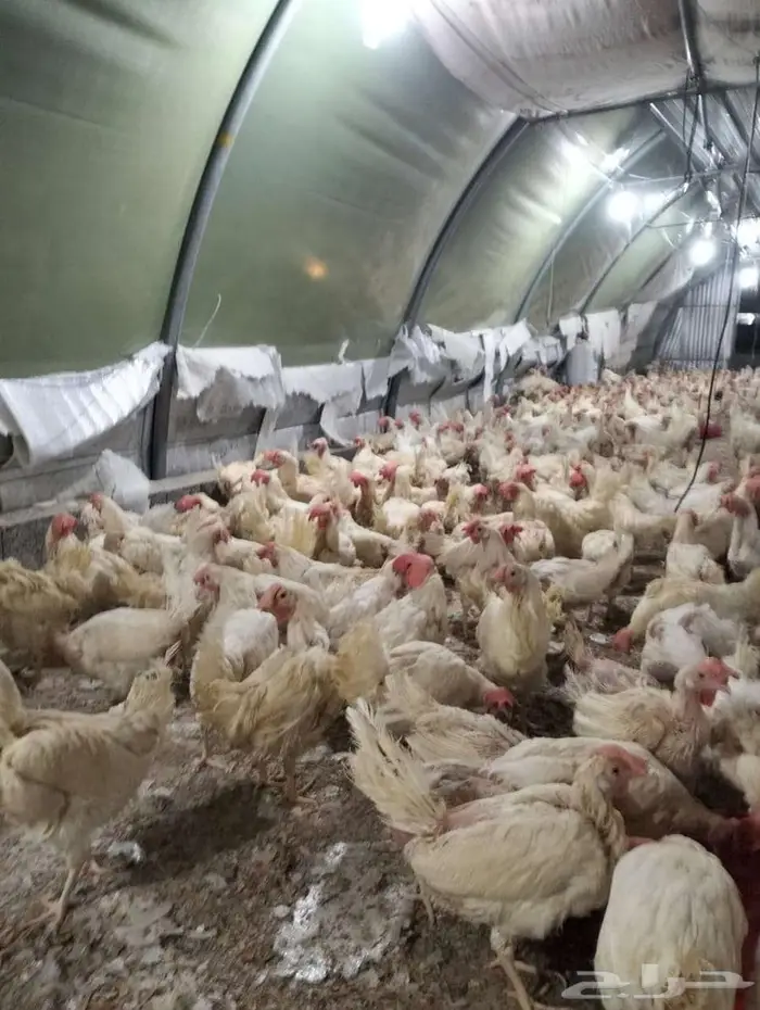 دجاج ابو طربوش 4