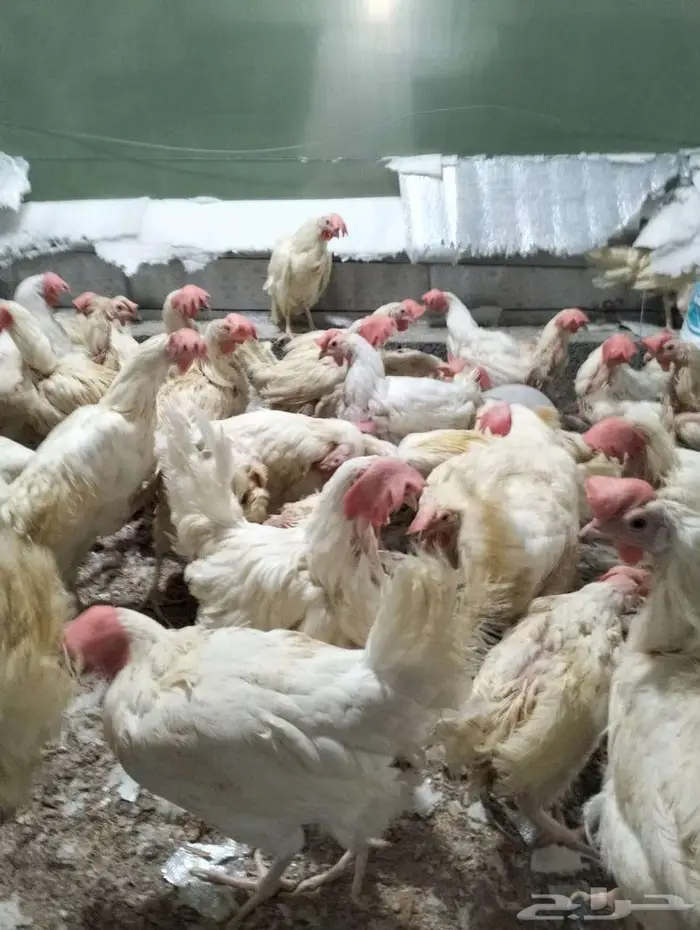 دجاج ابو طربوش 7