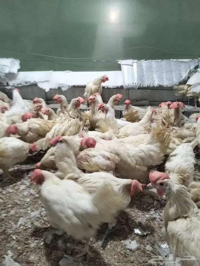 دجاج ابو طربوش 1