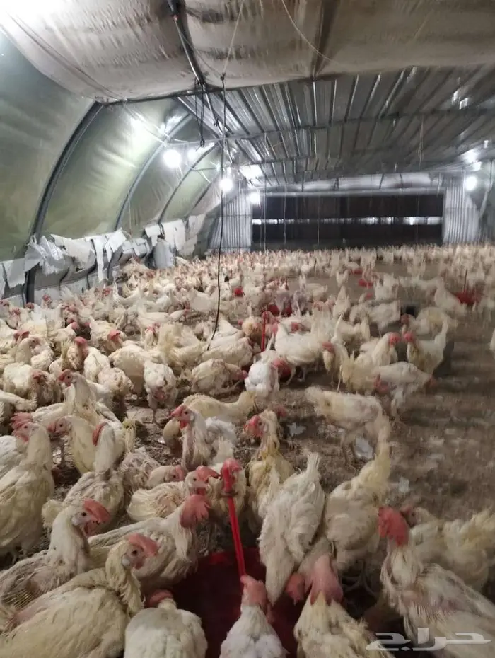 دجاج ابو طربوش 8