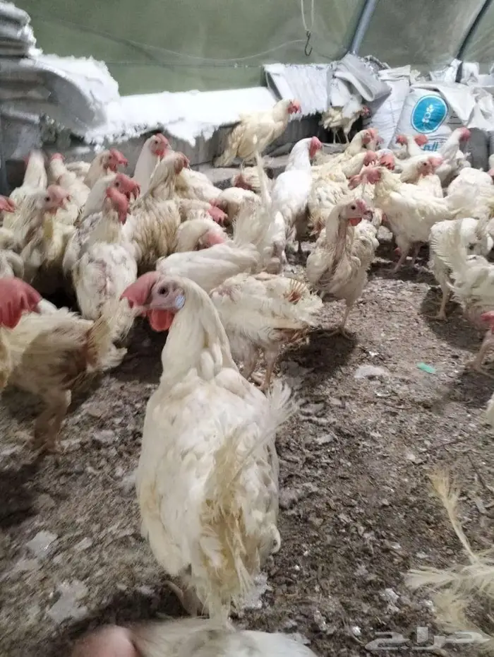 دجاج ابو طربوش 6