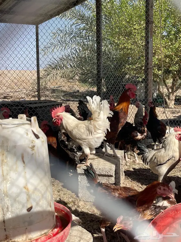 ديوك بلدي نضيفه للي يبيها جمله 1