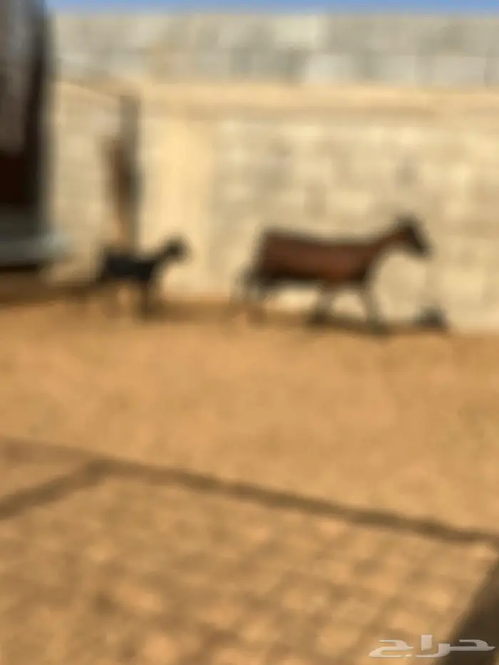 عنز والد جنوبيه 2 جذعات عيون الجواء 1