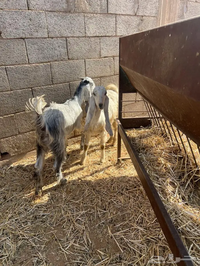عنز والد جنوبيه 2 جذعات عيون الجواء 3