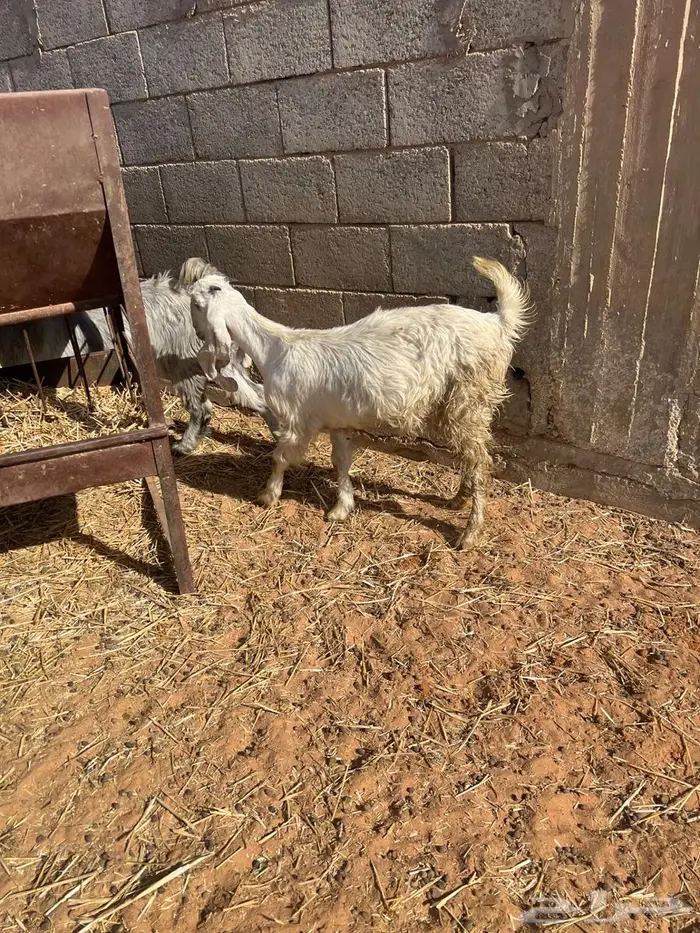 عنز والد جنوبيه 2 جذعات عيون الجواء 4