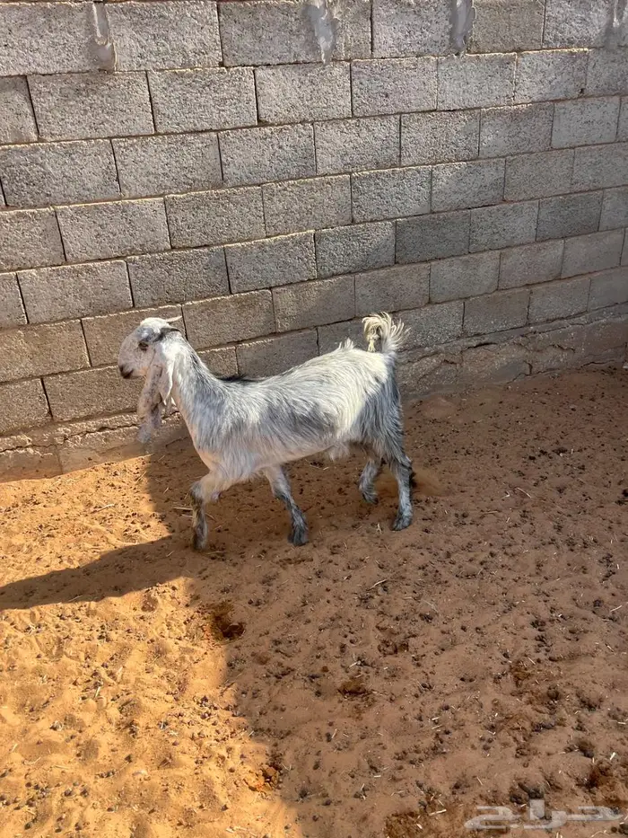 عنز والد جنوبيه 2 جذعات عيون الجواء 5