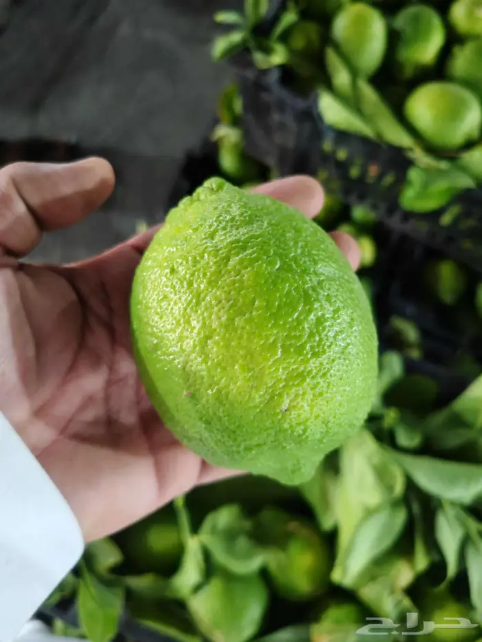 ليمون حائل الموسمي توصيل للمنزل 1