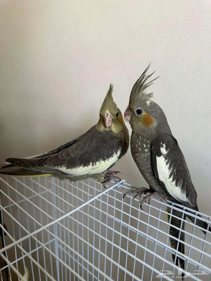 3 فروخ كوكتيل عمر شهرين للبيع - صحة و نظافة فوق الممتازة 7