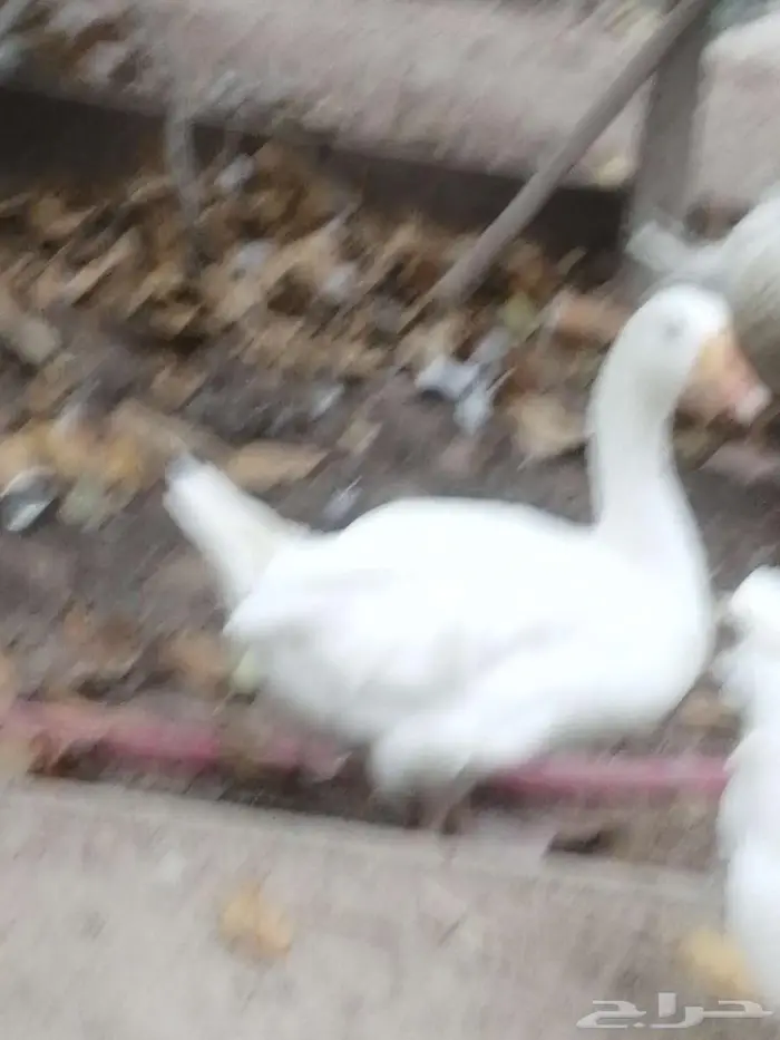 وز مهجن مفتل سيباستبول 0