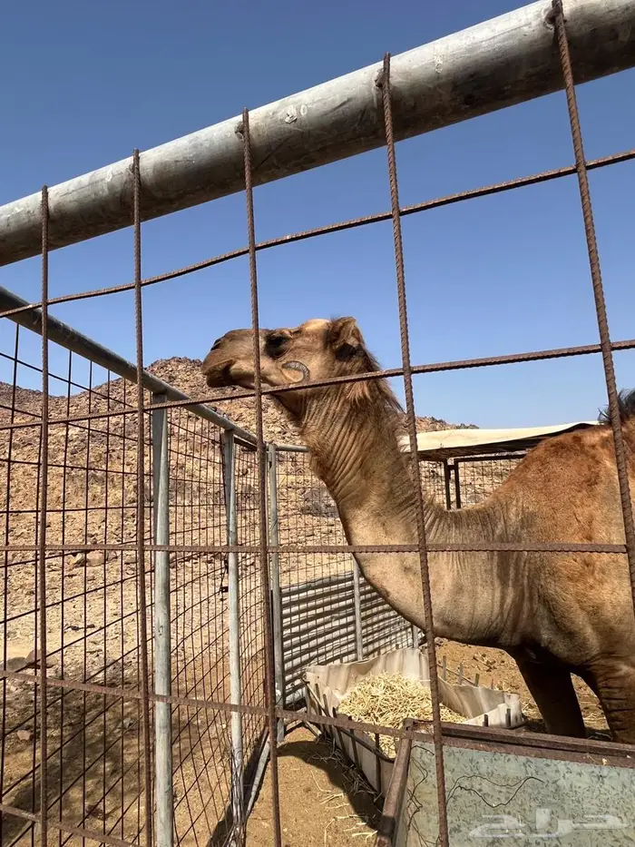 جمل احمر 2