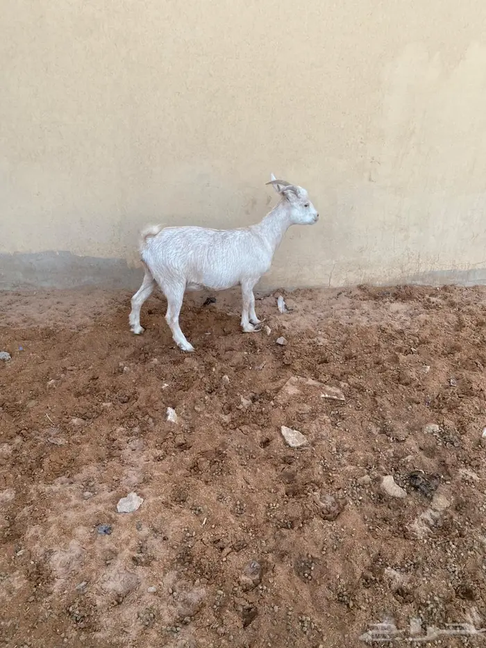عنز جنوبي هجين مع قزمي مضرع سبق لها الانتاج 0
