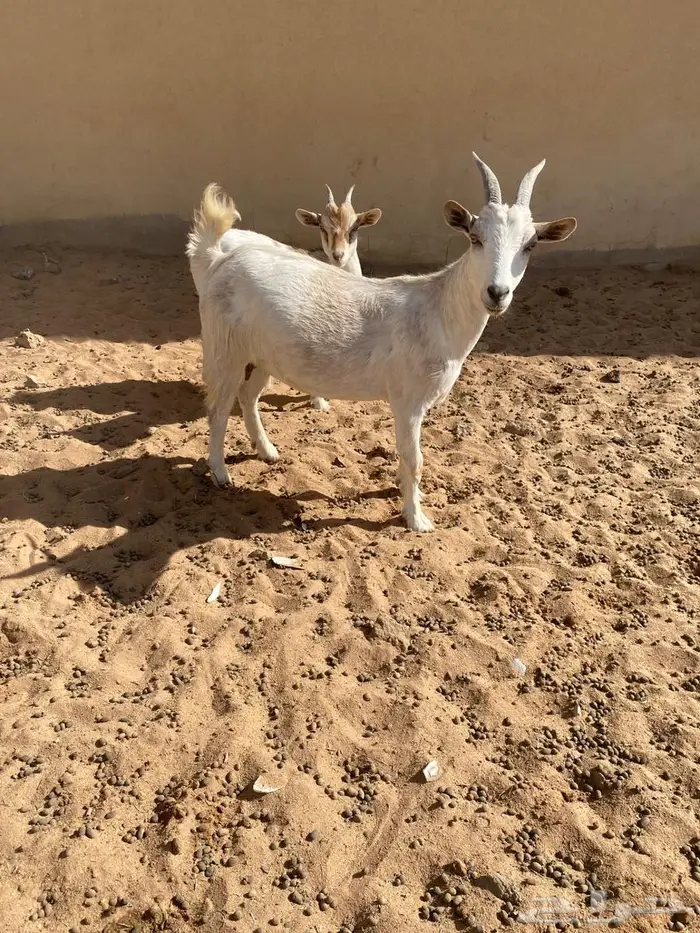 عنز جنوبي هجين مع قزمي مضرع سبق لها الانتاج 1