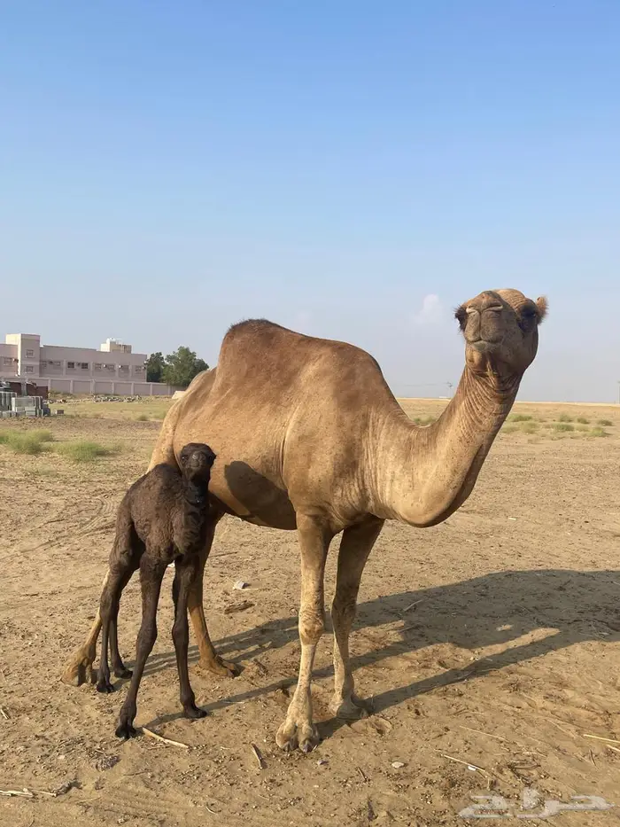 أبل للبيع ماشاءالله تبارك الله 1