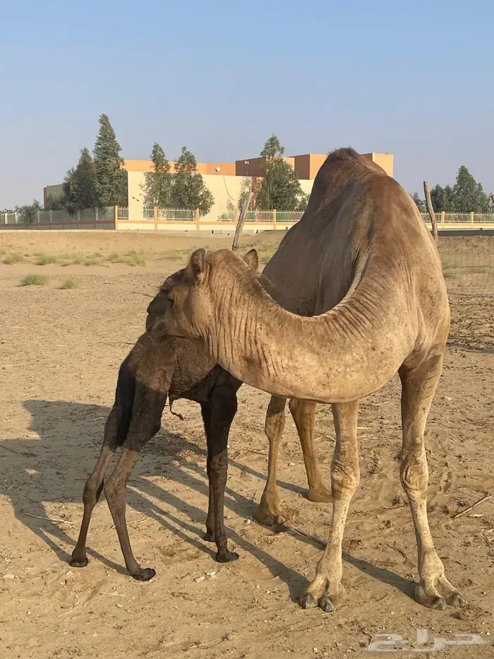 أبل للبيع ماشاءالله تبارك الله 4