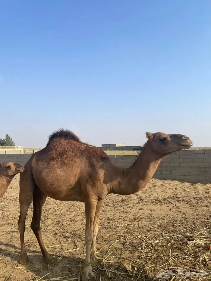 أبل للبيع ماشاءالله تبارك الله 5