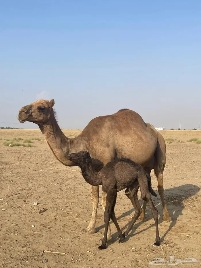 أبل للبيع ماشاءالله تبارك الله 3