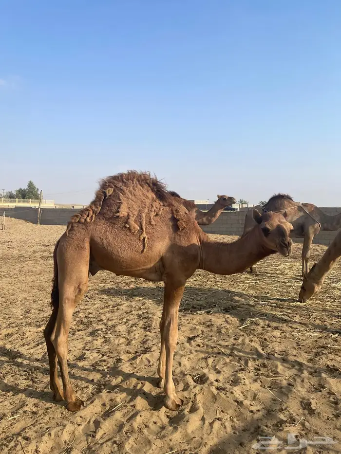 أبل للبيع ماشاءالله تبارك الله 7