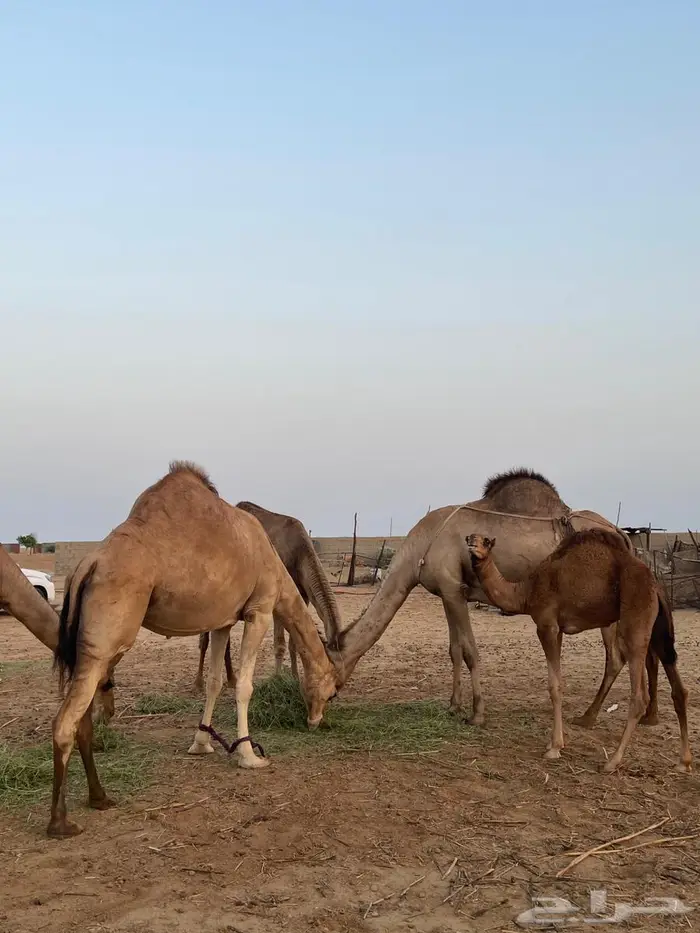 أبل للبيع ماشاءالله تبارك الله 2