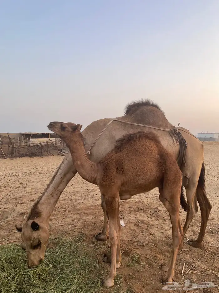 أبل للبيع ماشاءالله تبارك الله 6