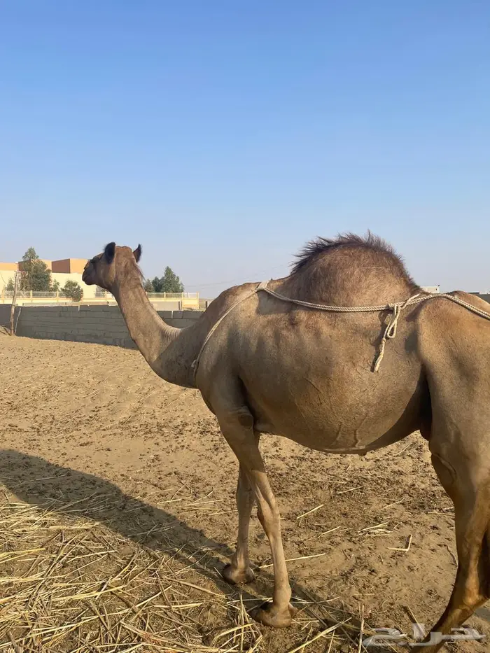 أبل للبيع ماشاءالله تبارك الله 10