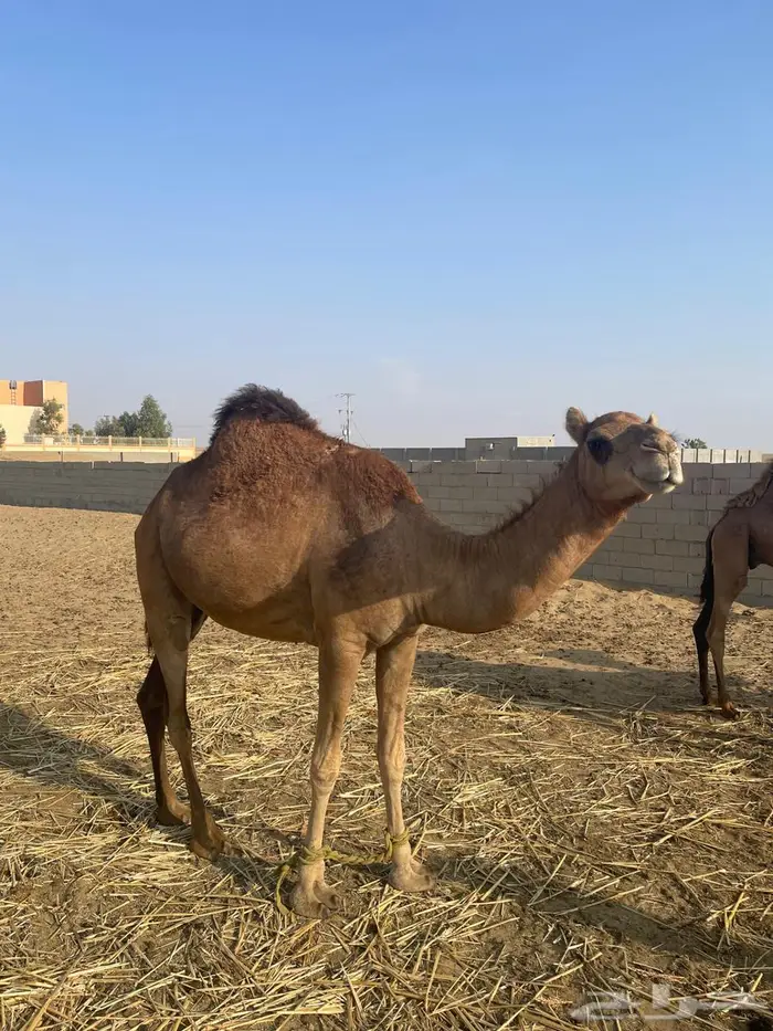 أبل للبيع ماشاءالله تبارك الله 9