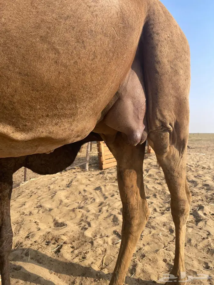 أبل للبيع ماشاءالله تبارك الله 11