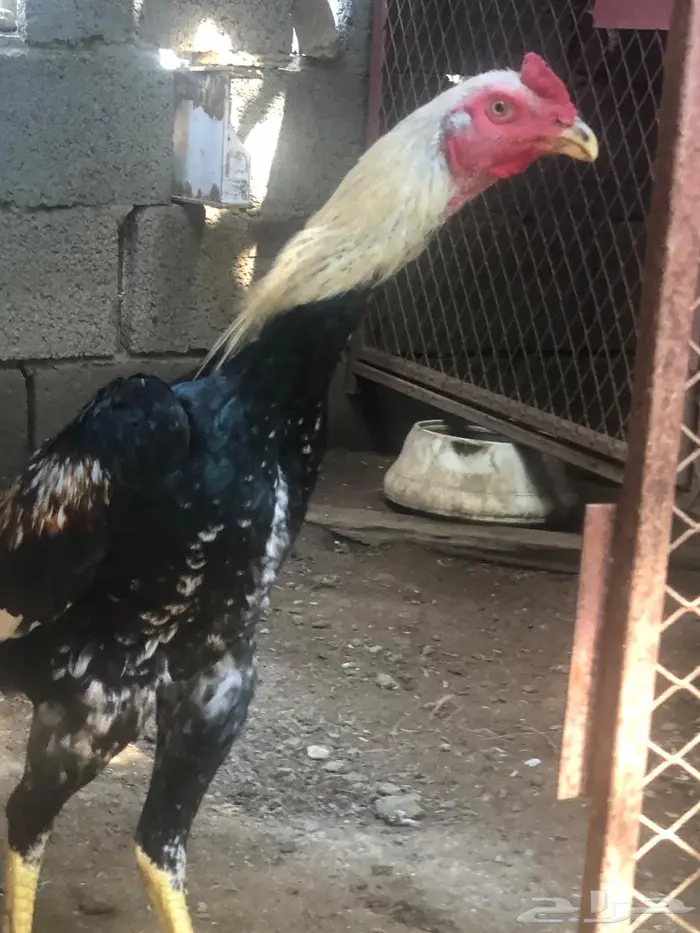 فرخ شامو ألماني بطل 3