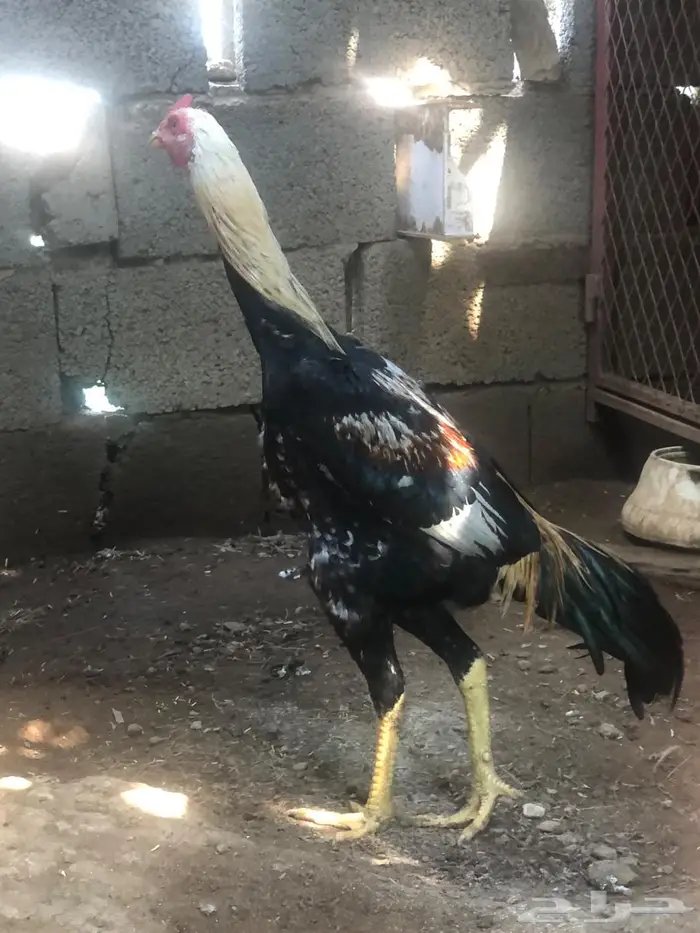 فرخ شامو ألماني بطل 1