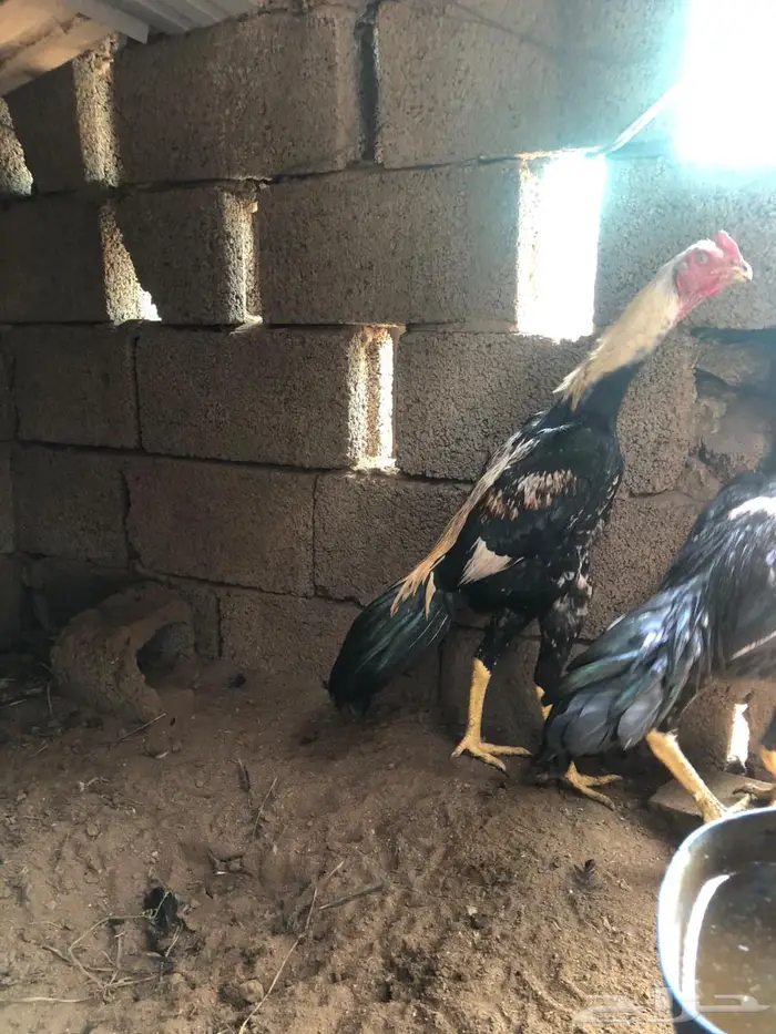 فرخ شامو ألماني بطل 4