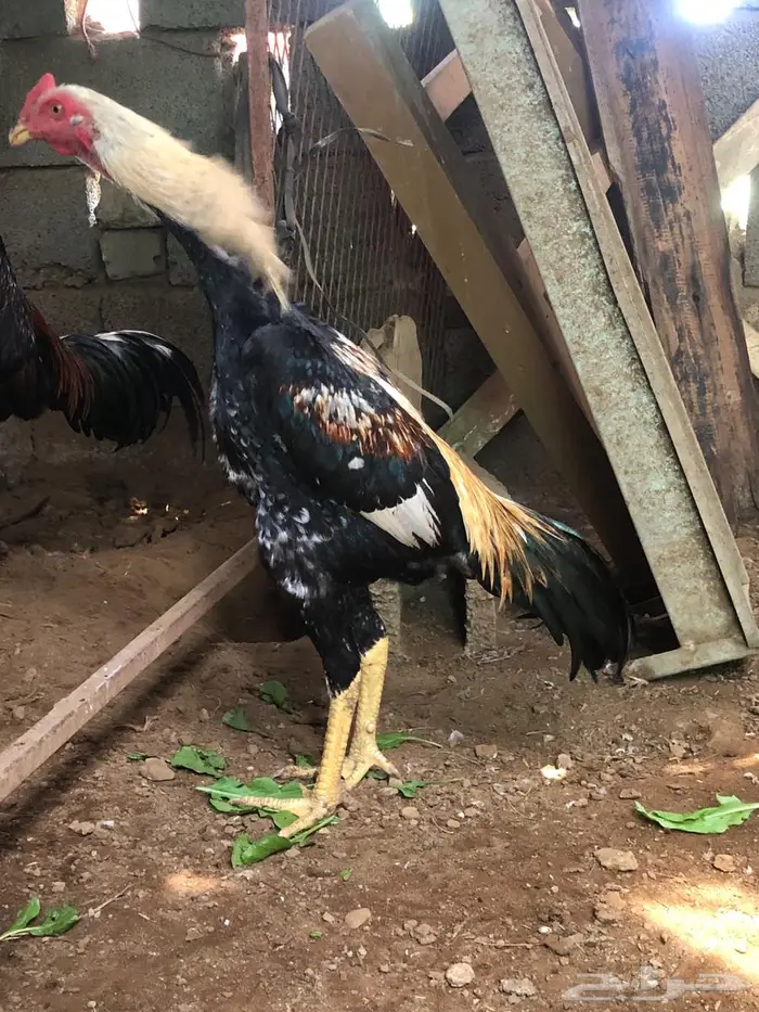 فرخ شامو ألماني بطل 0
