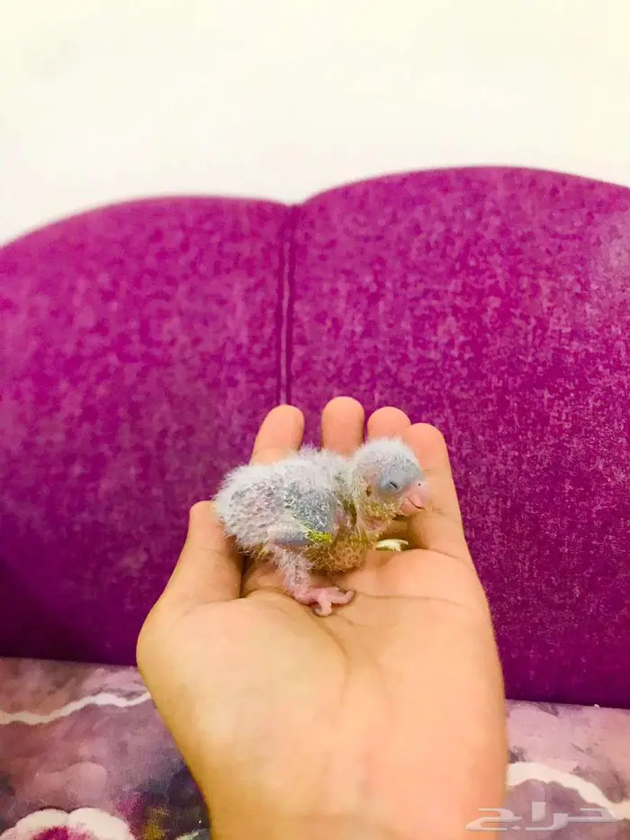 فروخ كويكر إنتاج محلي(تم البيع) 10