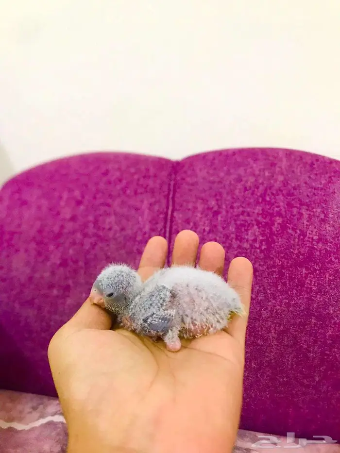 فروخ كويكر إنتاج محلي(تم البيع) 6