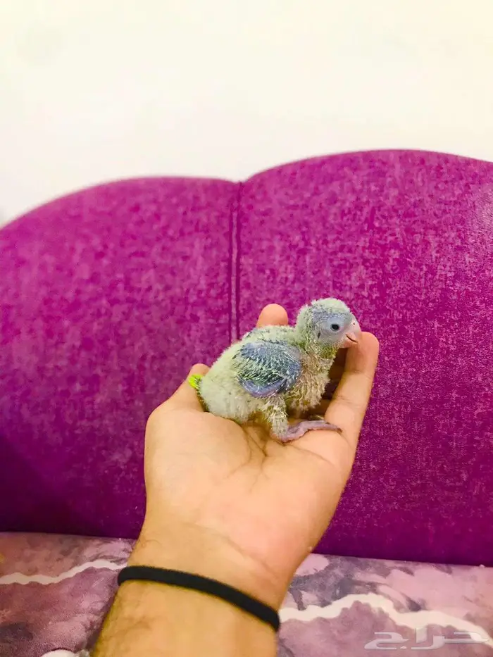 فروخ كويكر إنتاج محلي(تم البيع) 11