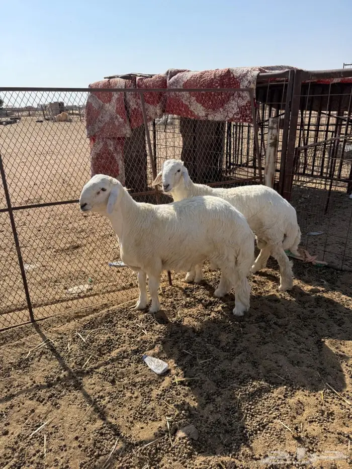 للبيع طليان حريات مشاريع فحول 1