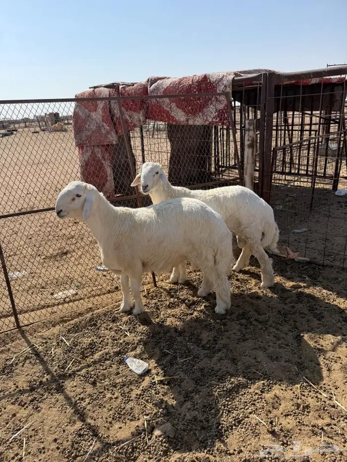 للبيع طليان حريات مشاريع فحول 5