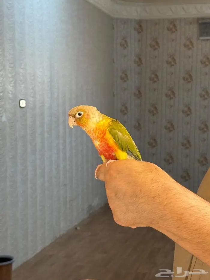 كنيور للبيع الليف وعمره صغير 0