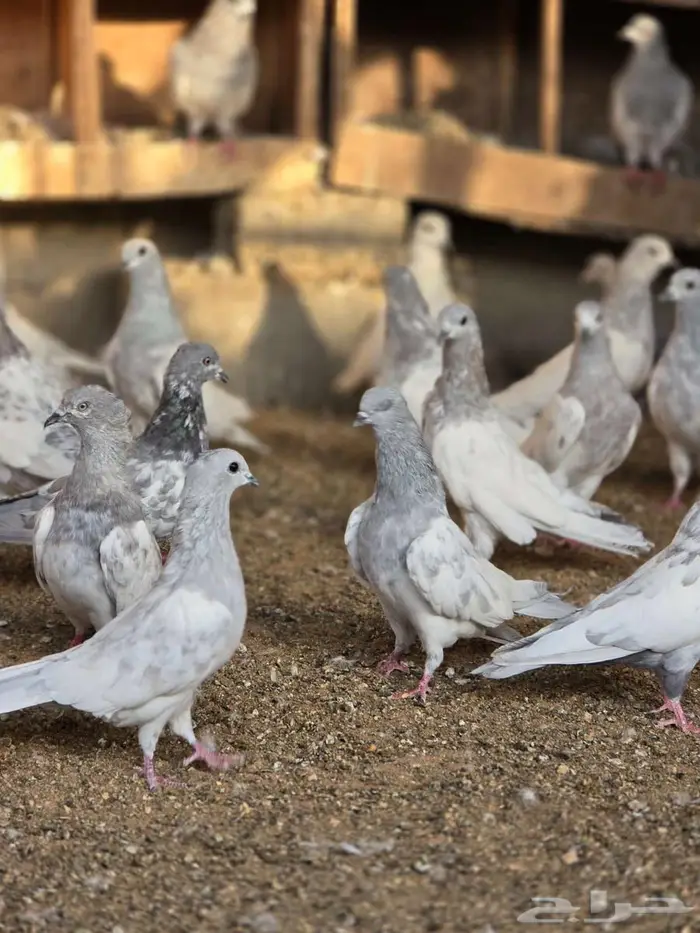 حمام باكستاني سليطي 0