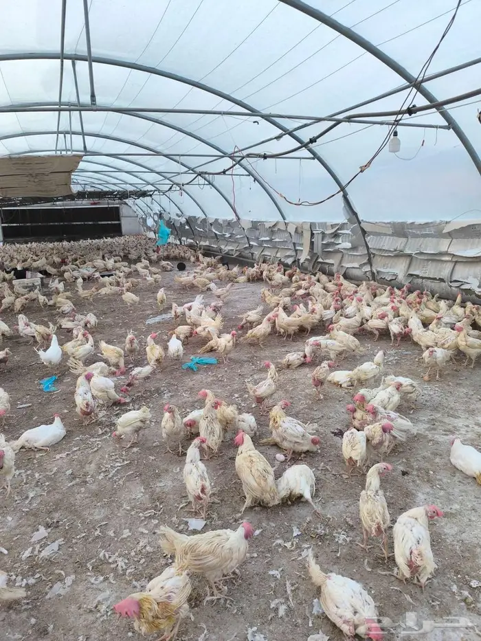 دجاج ابو طربوش 0