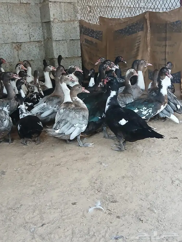 بط بلدي للبيع 5