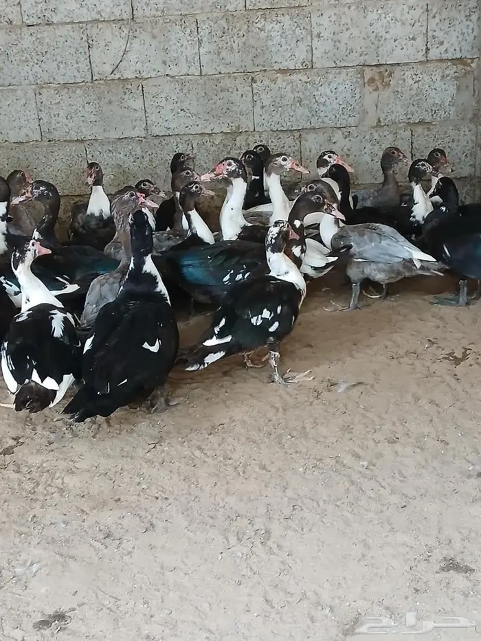 بط بلدي للبيع 3
