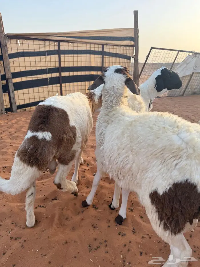 سواكن مرابي 3