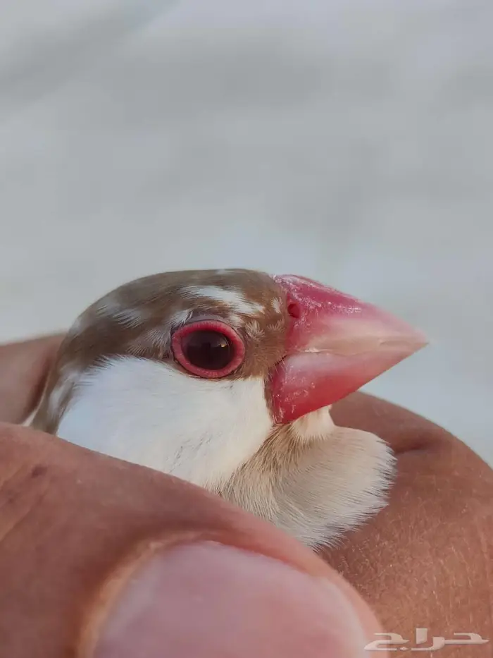 جاوا كريمي 0