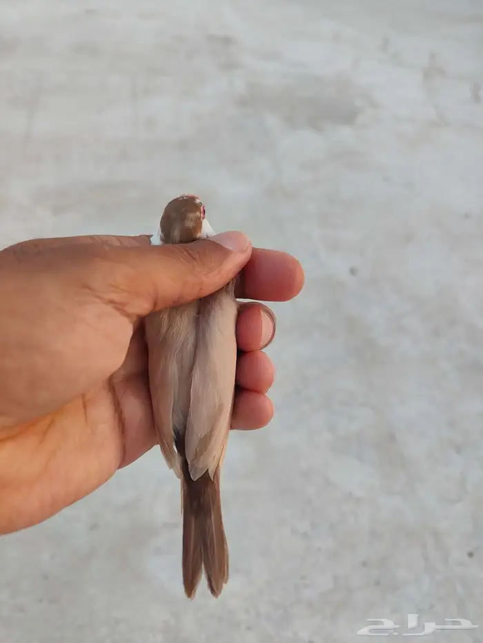 جاوا كريمي 2